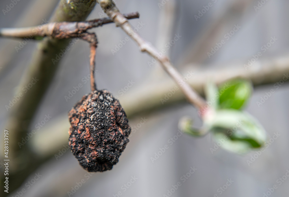 Dry apple on a branch