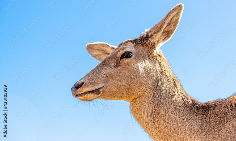 A portrait of a deer against a blue sky. A portrait of a deer against a blue sky.