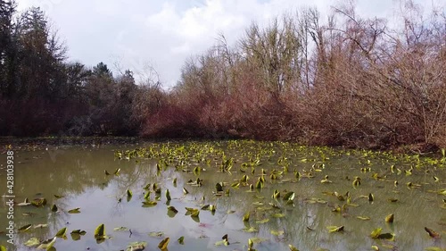 Aerial view of water in a pond at Minto-Brown Island Park in Salem Oregon | Drone Footage photo