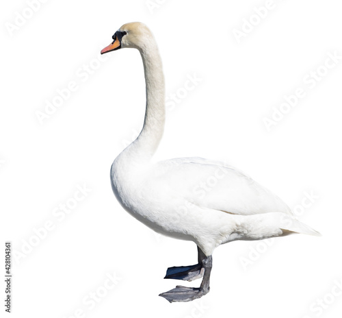 White swan portrait isolated on white background.