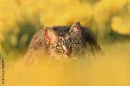 Canvas Print Artistic photo of a cat lying in the grass at sunset