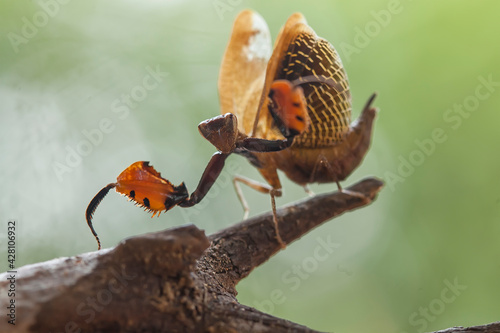Mantis spesies on unique place photo
