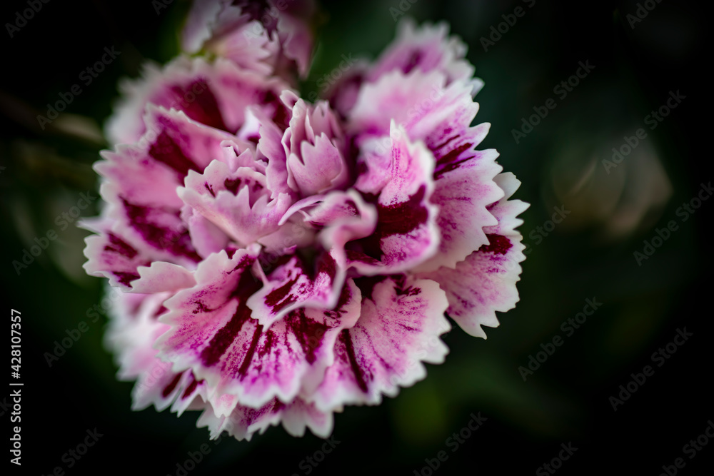 Carnation flower with white and purple colors. close up.