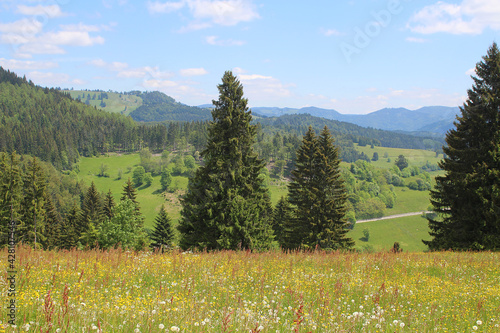 View over wildflower meadow and the Black Forest in South Germany in summer