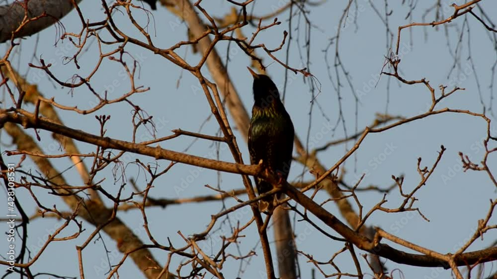 starlings in April, beautiful birds starlings in April, beautiful birds