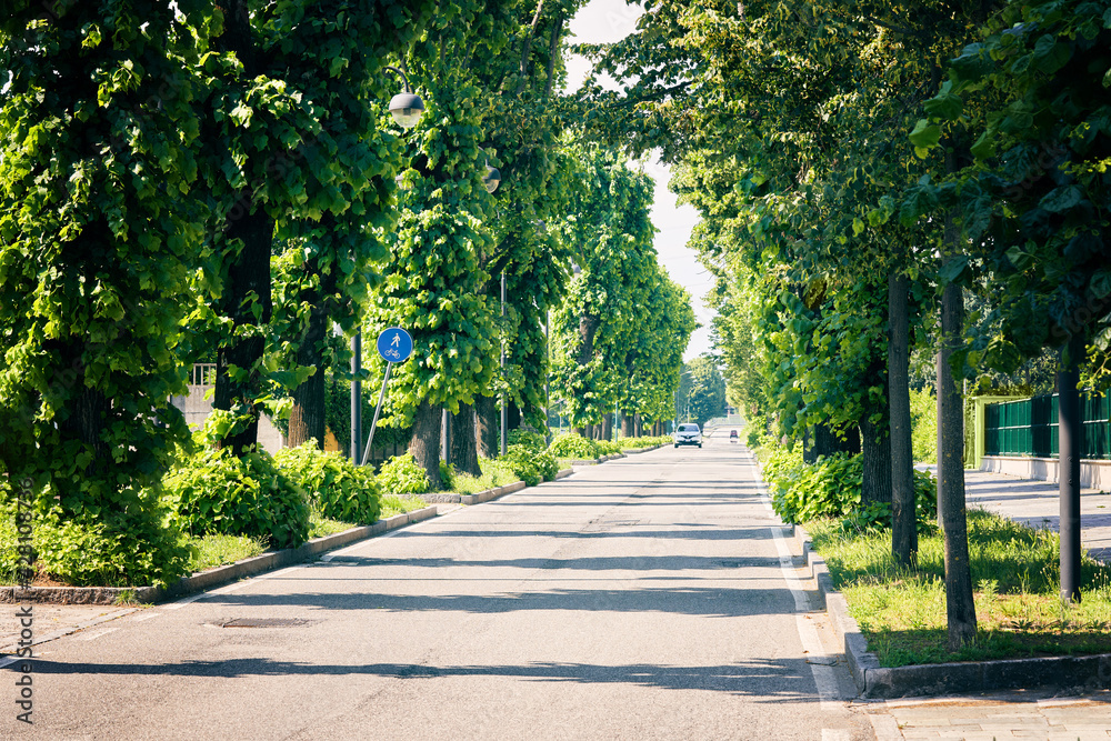 Car driving on summer road alley. Quiet city street, sidewalk and idyllic homes in a suburban neighborhood, residential area with a lot of green trees