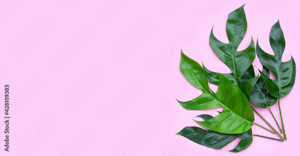 Rhaphidophora tetrasperma mini monstera on pink background.