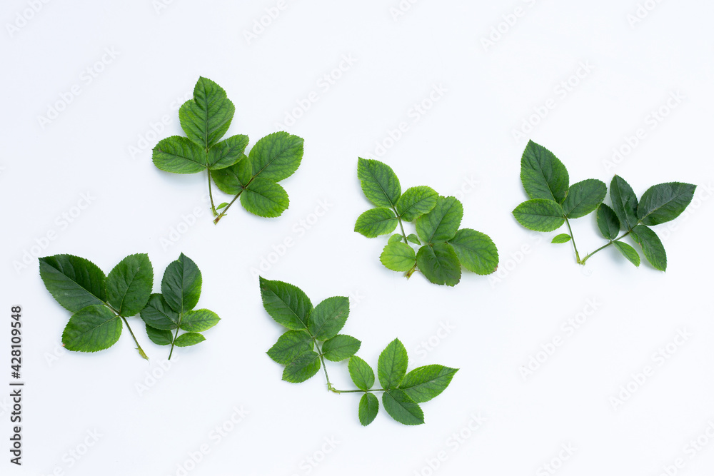 Rose leaves on white background.