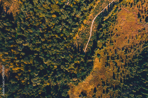 Top view of the Ukrainian forests in the Rivne region  flying over the tunnel of love.