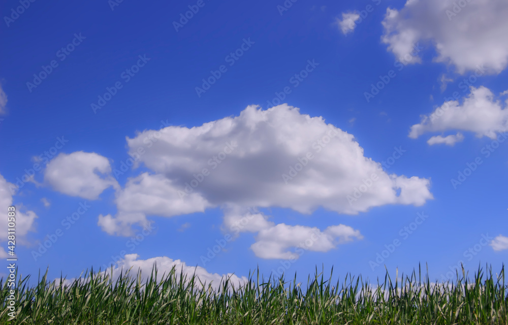 Clouds on blue sky above tufts of grass. Clouds on blue sky above tufts of grass.