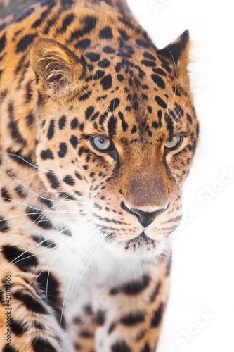 Leopard on a light background is a close-up of the muzzle and part of  body  a confident look