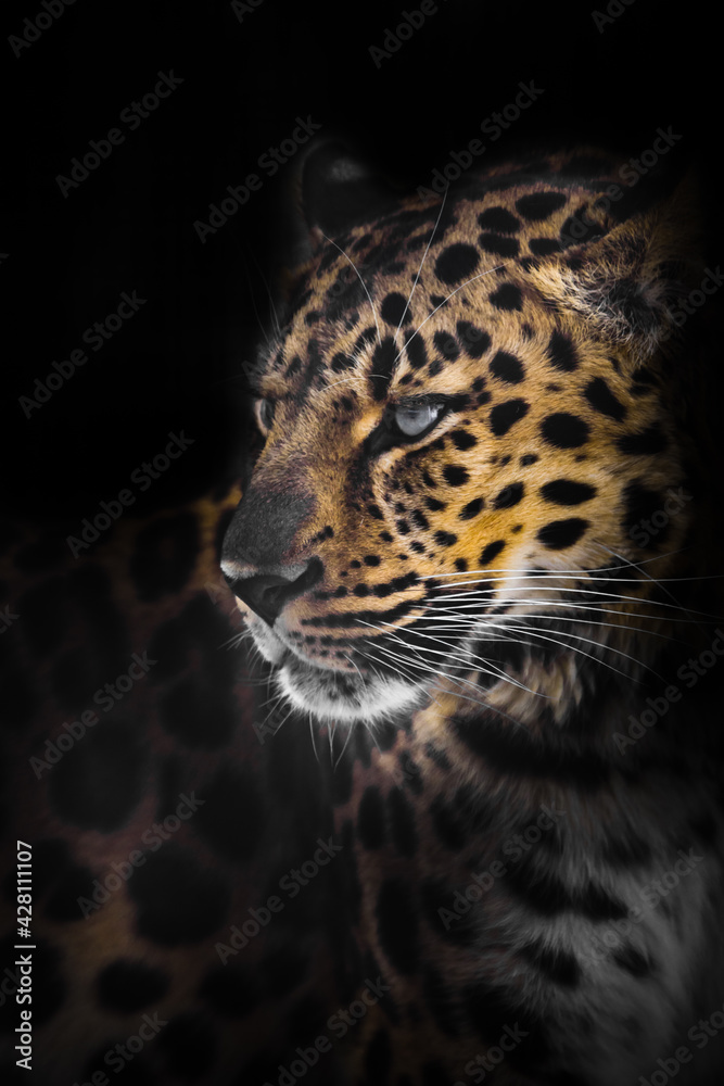 Leopard half-turned from the darkness head and body dark background, night Leopard half-turned from the darkness head and body dark background, night