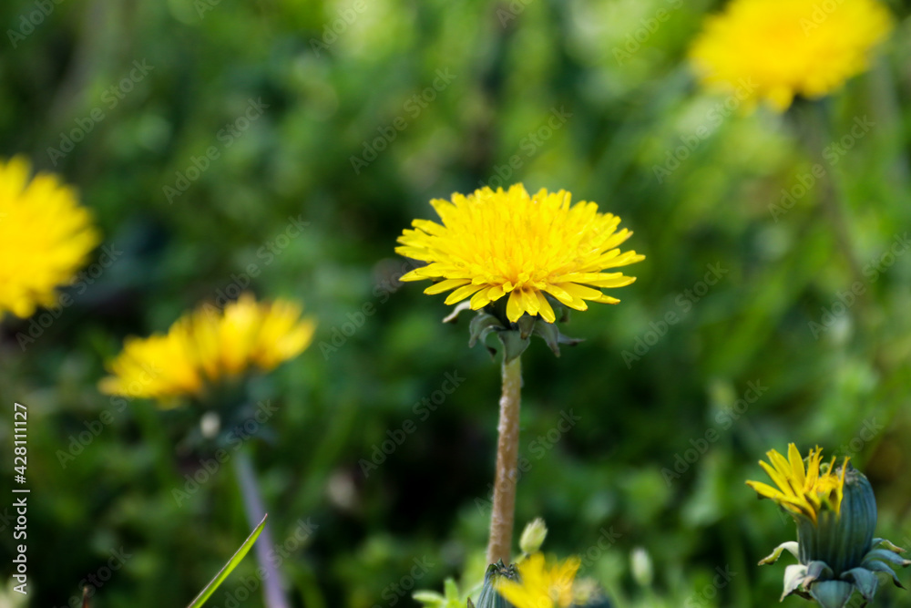Dandelions in the grass. Yellow dandelion flower. Green grass. Close-up. Spring Green. Spring mood Dandelions in the grass. Yellow dandelion flower. Green grass. Close-up. Spring Green. Spring mood