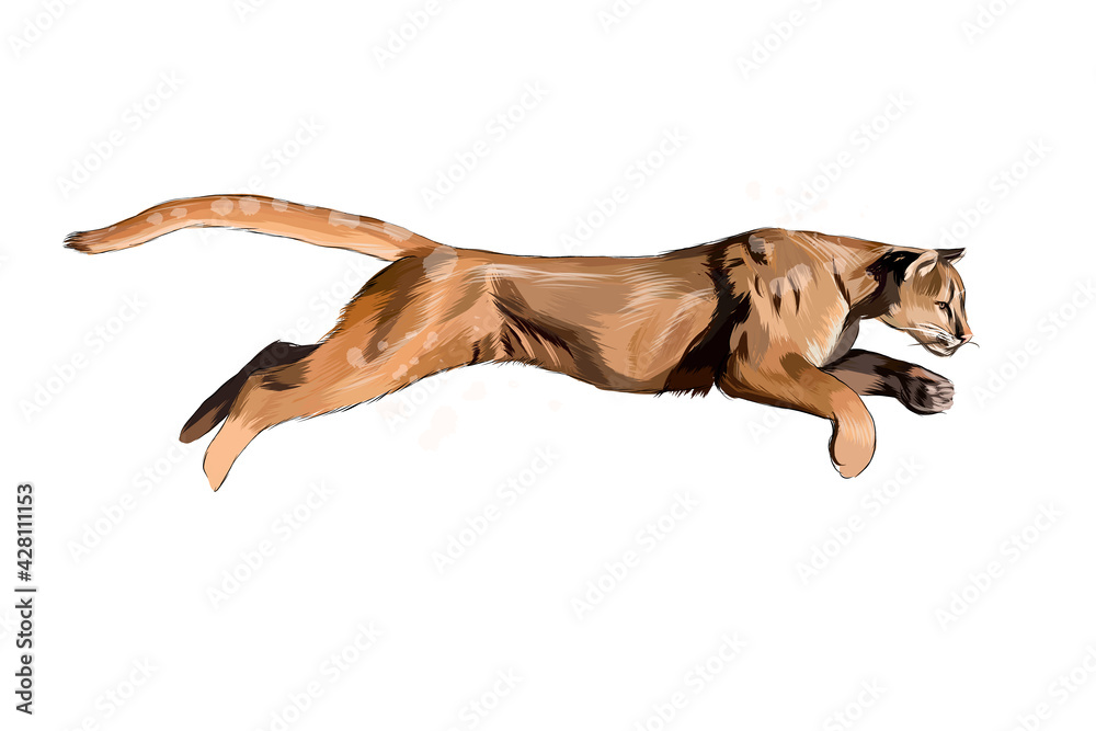 Puma, cougar from a splash of watercolor, colored drawing, realistic.  Vector illustration of paints Stock Vector | Adobe Stock