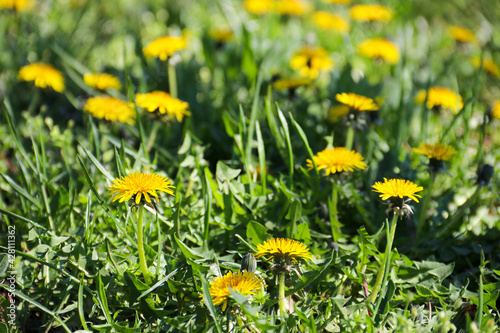 Dandelions in the grass. Yellow dandelion flower. Green grass. Close-up. Spring Green. Spring mood © Lesya