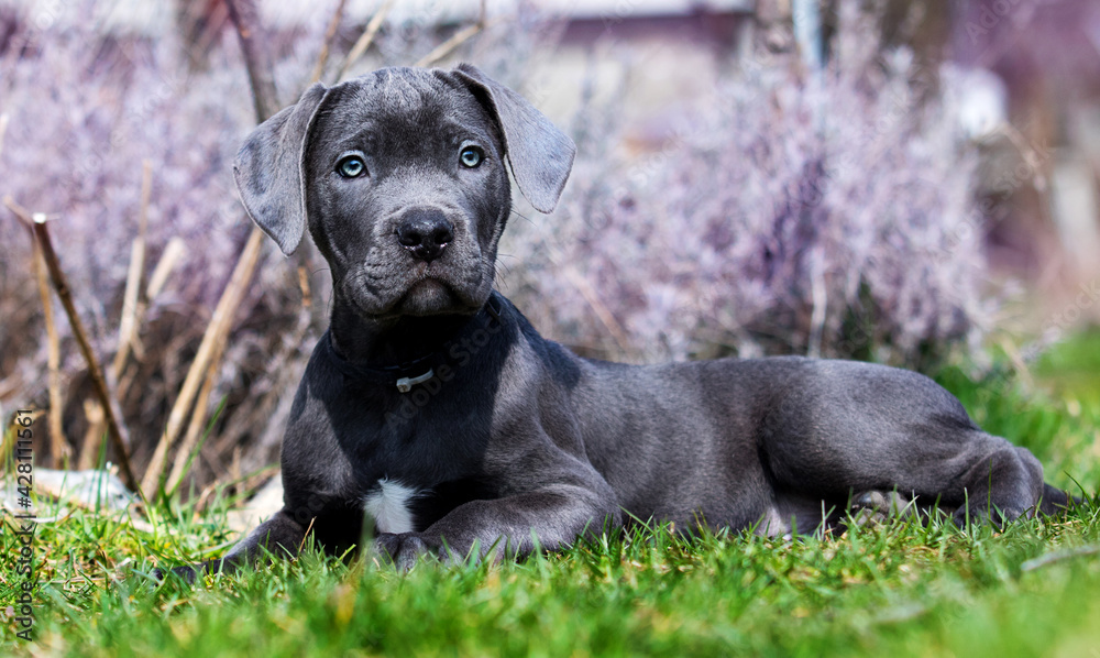 gray puppy cane corso lies in the yard