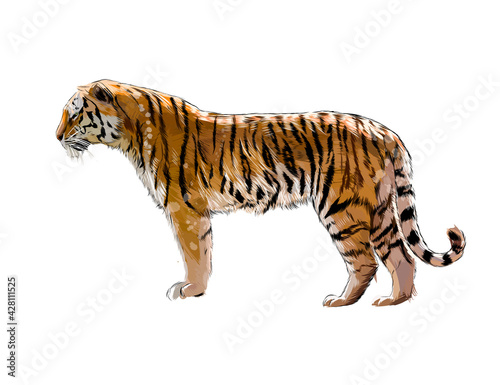 Tiger from a splash of watercolor, colored drawing, realistic. Vector illustration of paints