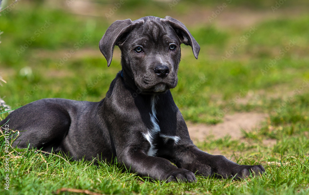 gray puppy cane corso lies and looks in the green grass