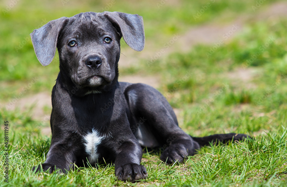 puppy cane corso lies in the green grass