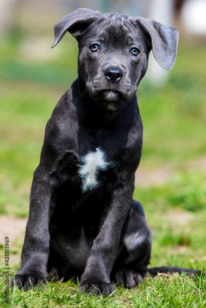 gray puppy cane corso sits in green grass