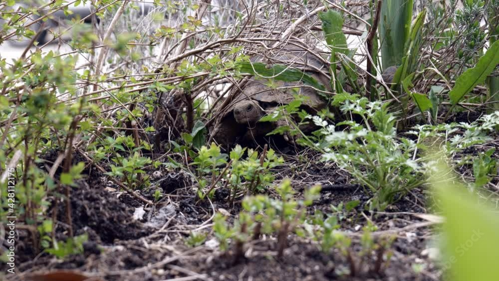 Tortoise crashes through garden plants like a tank after hibernation