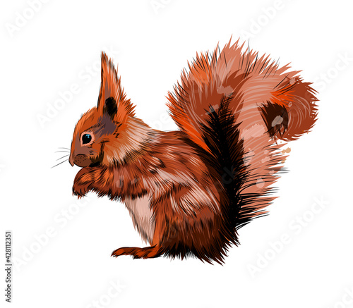 Eurasian red squirrel from a splash of watercolor, colored drawing, realistic. Vector illustration of paints