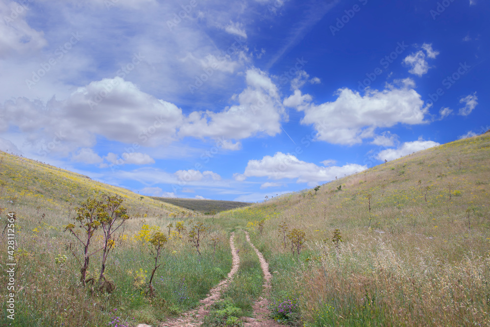 Springtime: horizon with footpath among yellow field meadow overhung blue sky and clouds.
