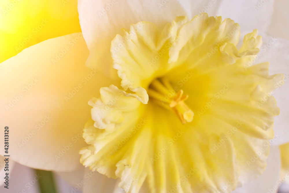 White and Yellow Narcissus trumpet, daffodil macro