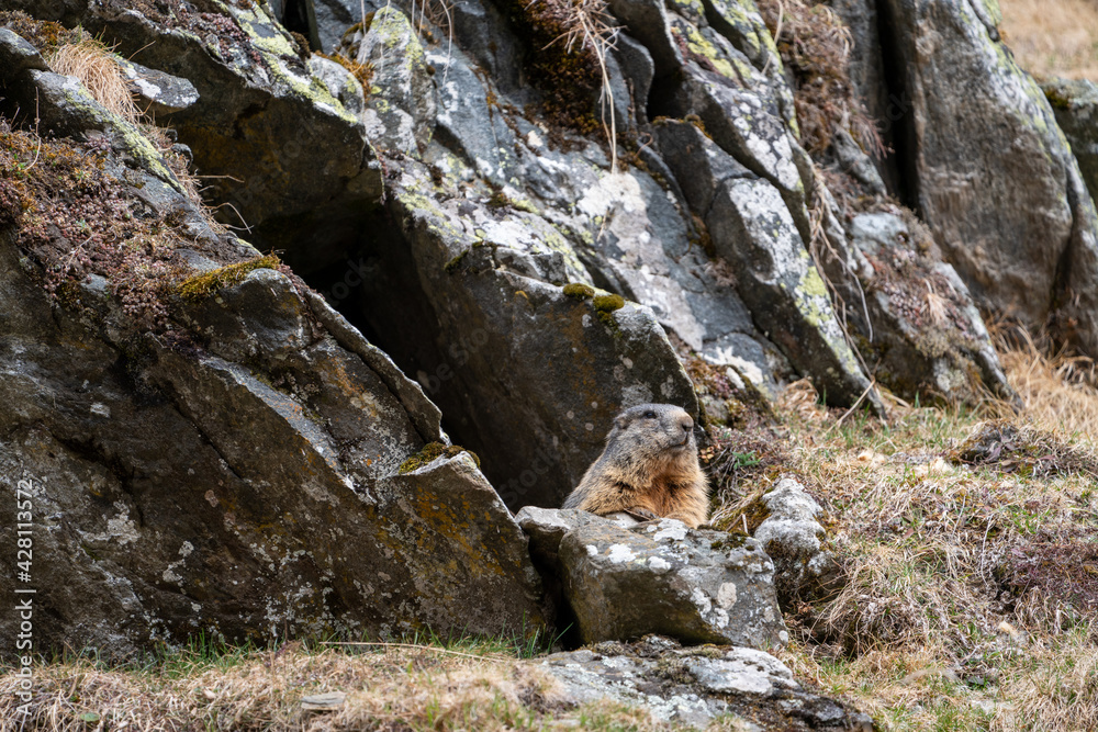 a marmot to his cave in the mountains a marmot to his cave in the mountains