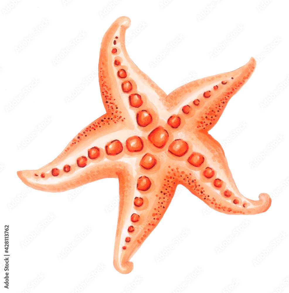 Orange starfish isolated on white background. Hand drawn illustration.