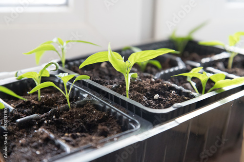 Pepper seedlings in the spring. The concept of home gardening