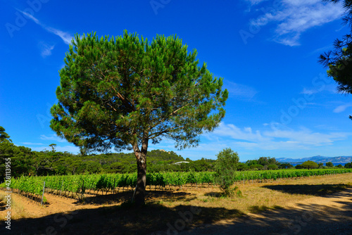 des champs de vigne pour le raisin et le vin de l Ile de Porquerolles en mediterran  e au large de Hyeres en France 