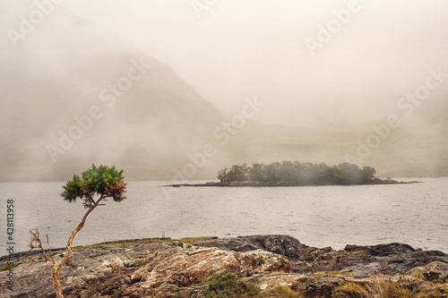 One small tree grows on a rough stone land by a lake. Mountains and small island in a fog. Connemara, Ireland. Mystic atmosphere. Life and grow in hard conditions concept