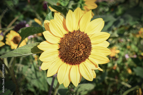 Hermoso girasol de pétalos amarillos mirando al sol photo