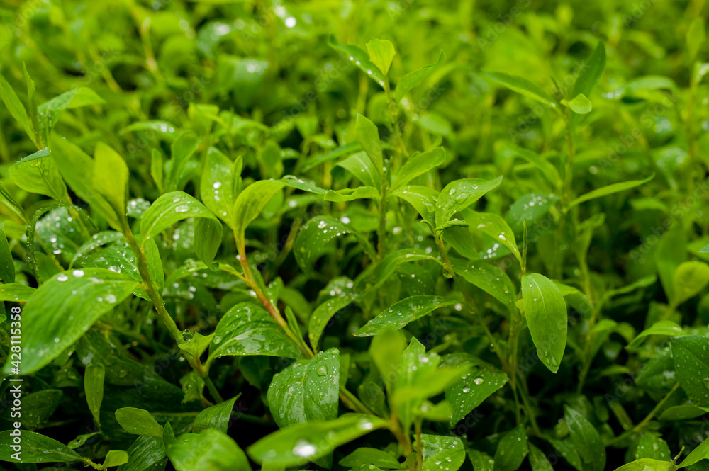 The closeup nature view of green leaf and drops. The closeup nature view of green leaf and drops.