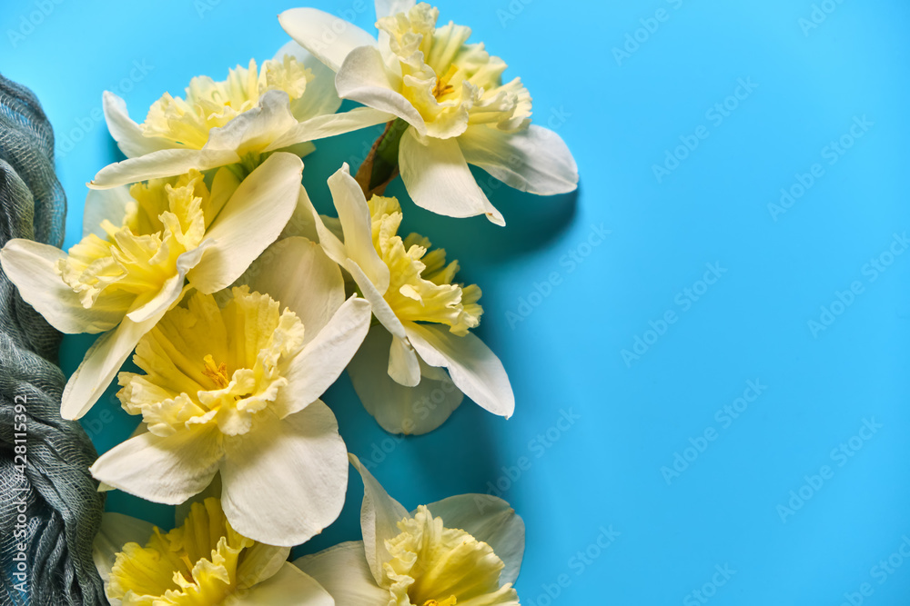 Set of beautiful white and yellow daffodils lie on blue background. Flat