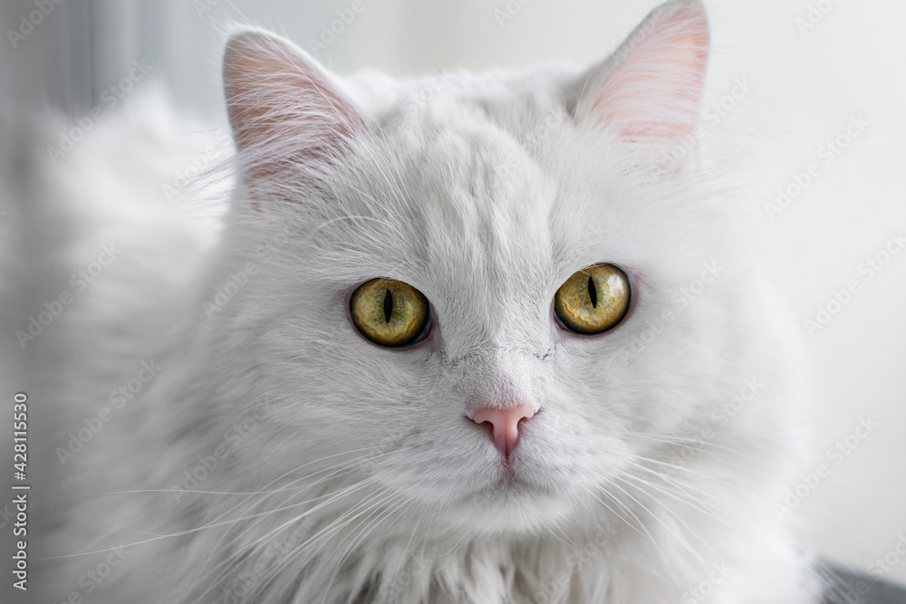 white cat