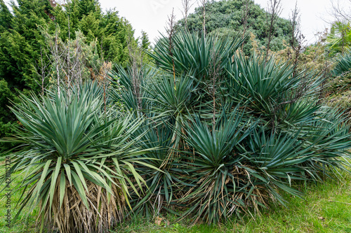 Yucca gloriosa Tristis Carriere (Yucca recurvifolia), curve-leaf yucca or Spanish-dagger. Ornamental plant in spring Arboretum Park Southern Cultures in Sirius (Adler) Sochi