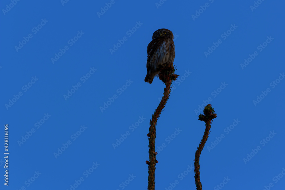 The Eurasian pygmy owl (Glaucidium passerinum) is the smallest owl in Europe. The Eurasian pygmy owl (Glaucidium passerinum) is the smallest owl in Europe.