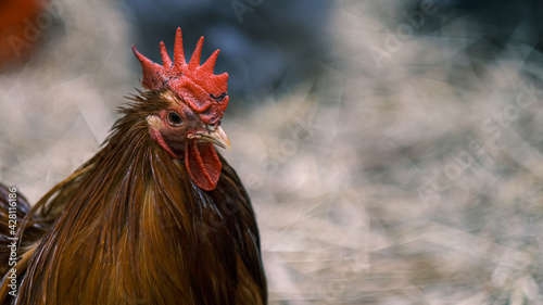 Canvas-taulu backyard red ranger chickens close up, close up of Rhode Island Red Chicken Head with red comb