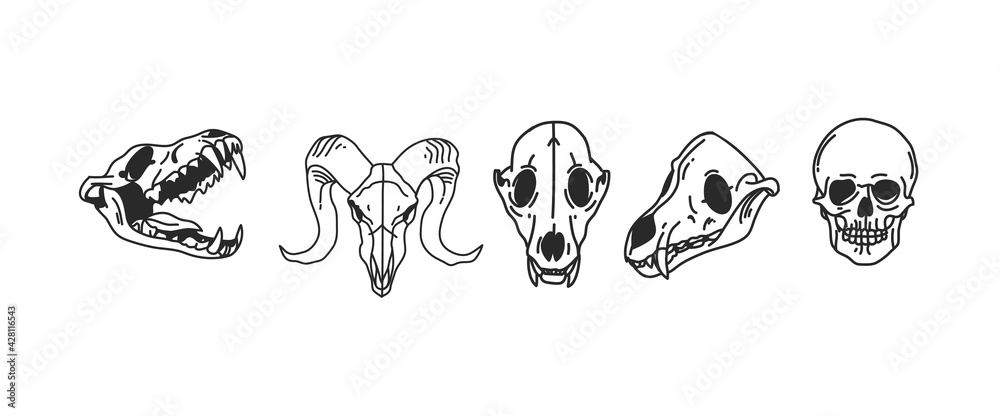 Naklejka premium Hand drawn vector abstract stock flat graphic illustrations collection set with logo element of magic skulls of animals and human,line art in simple style for branding,isolated on white background