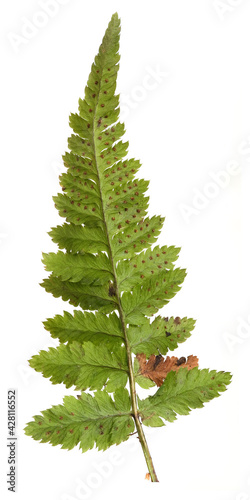 Green fern branch isolated on white background