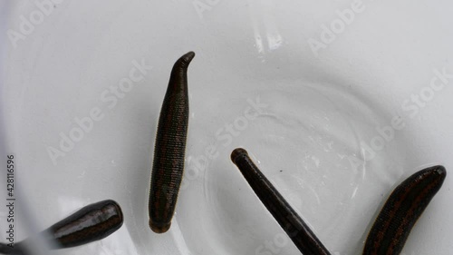 Medicinal leeches are crawling in a glass bowl. High quality 4k footage photo