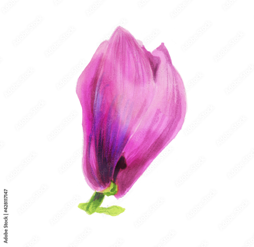 Pink magnolia bud. Botanical illustration. Spring flowers. Beautiful watercolor illustration for the design of postcards, invitations, wedding and holiday decor. Pink magnolia bud. Botanical illustration. Spring flowers. Beautiful watercolor illustration for the design of postcards, invitations, wedding and holiday decor.