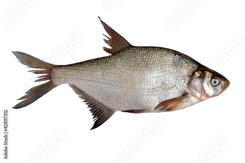 Freshly caught raw river bream fish isolated on white background.