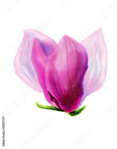 Fototapeta Naklejka Na Ścianę i Meble -  Pink magnolia flower. Botanical illustration. Spring flowers. Beautiful watercolor illustration for the design of postcards, invitations, wedding and holiday decor.