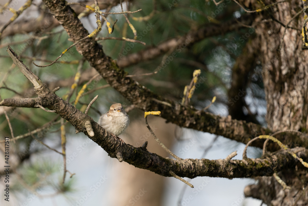 a sparrow perched on a branch 