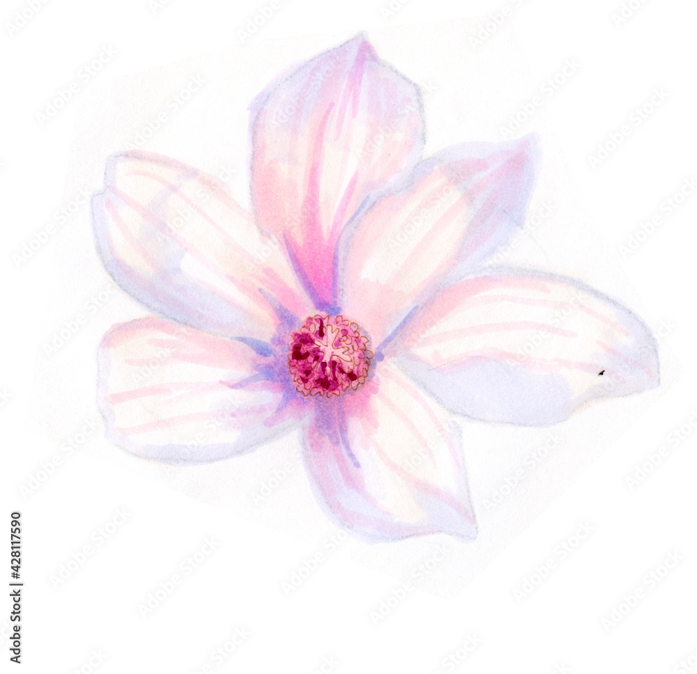 White magnolia flower. Botanical illustration. Spring flowers. Beautiful watercolor illustration for the design of postcards, invitations, wedding and holiday decor. White magnolia flower. Botanical illustration. Spring flowers. Beautiful watercolor illustration for the design of postcards, invitations, wedding and holiday decor.