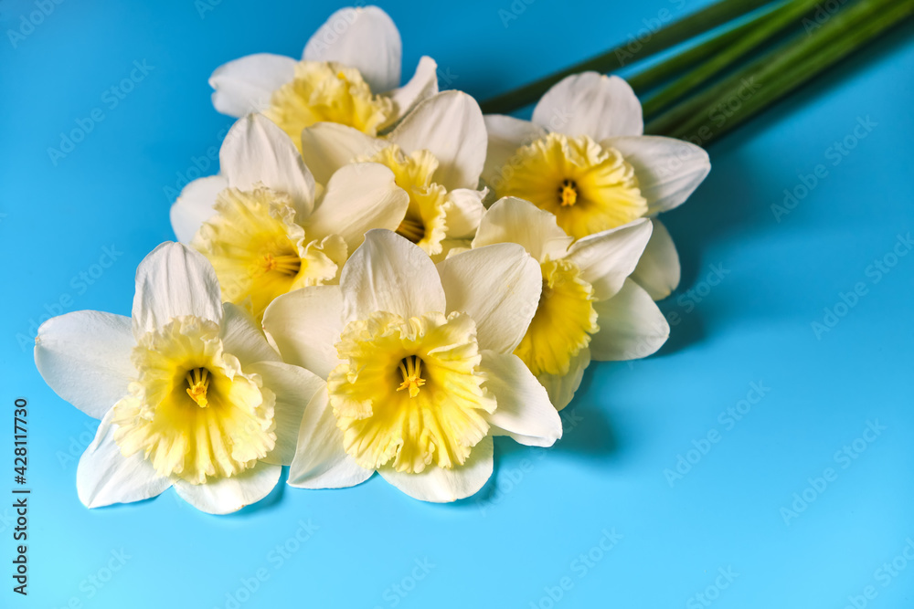 Set of beautiful white and yellow daffodils lie on blue background. Flat