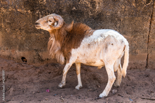 Indigenous Menz Sheep